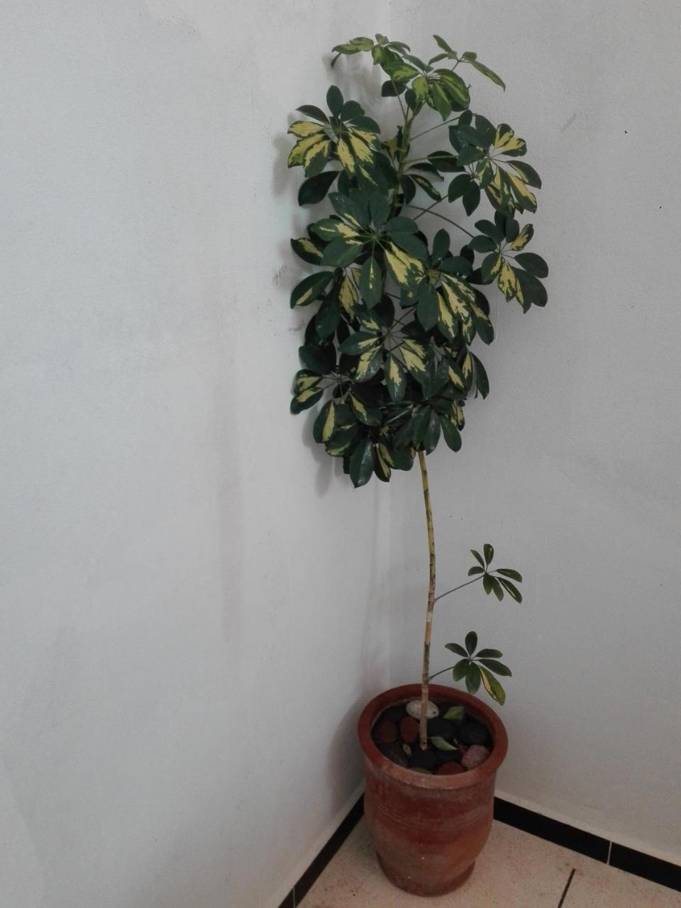 Asklou Appartement A Mirleft Buitenkant foto